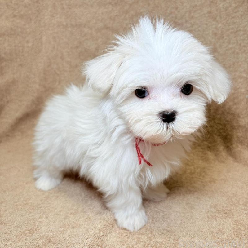 販売中の東京都のマルチーズ-450135の6枚目