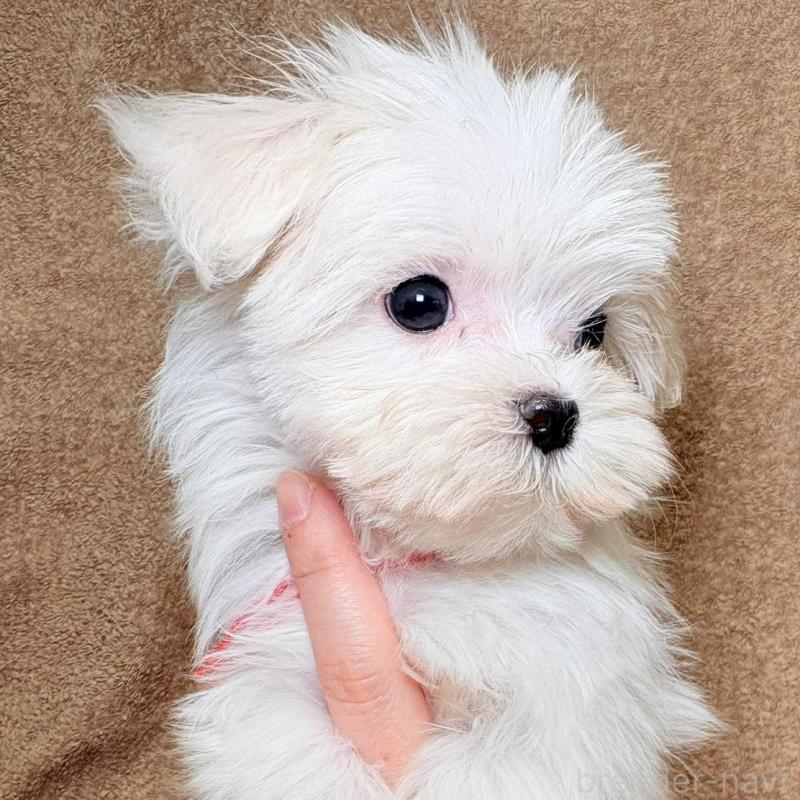 販売中の東京都のマルチーズ-450135の5枚目