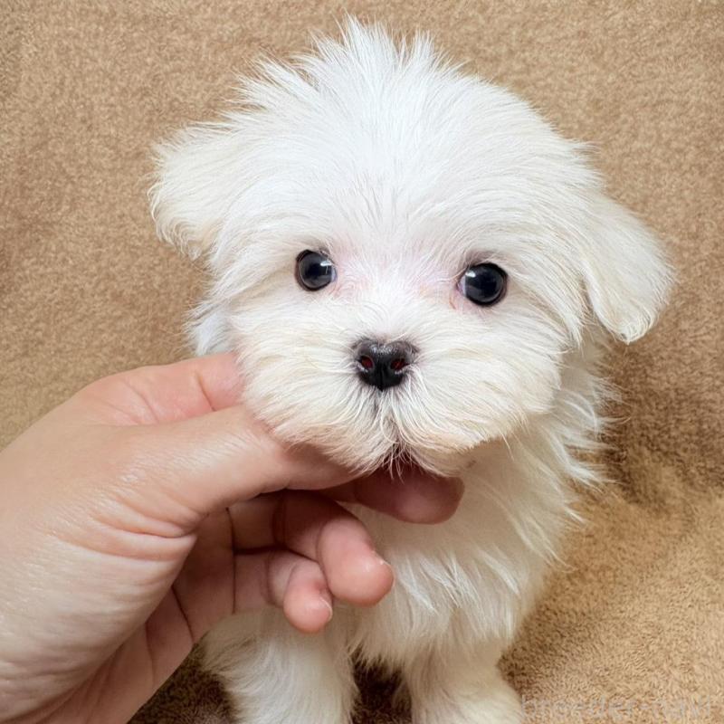 販売中の東京都のマルチーズ-450135の4枚目