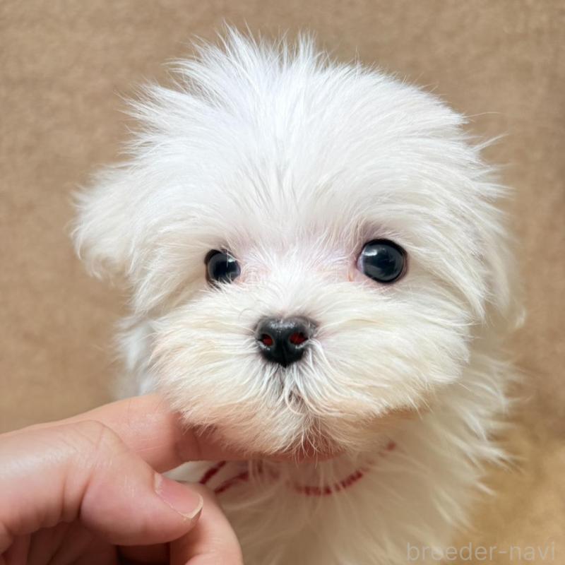 販売中の東京都のマルチーズ-450135の3枚目