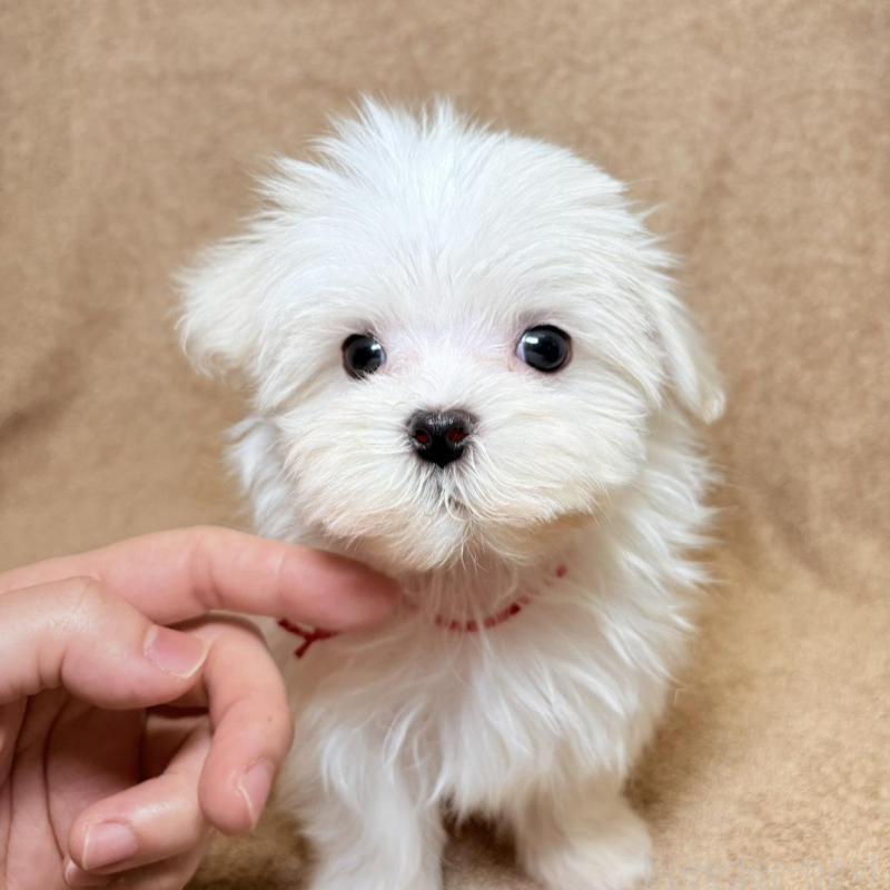 販売中の東京都のマルチーズ-450135の2枚目