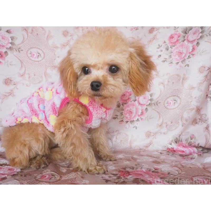 販売中の岡山県のミックス犬-450140の3枚目