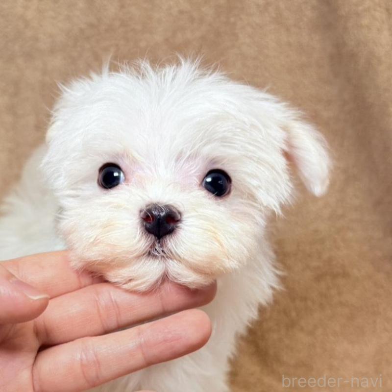 販売中の東京都のマルチーズ-450138の1枚目