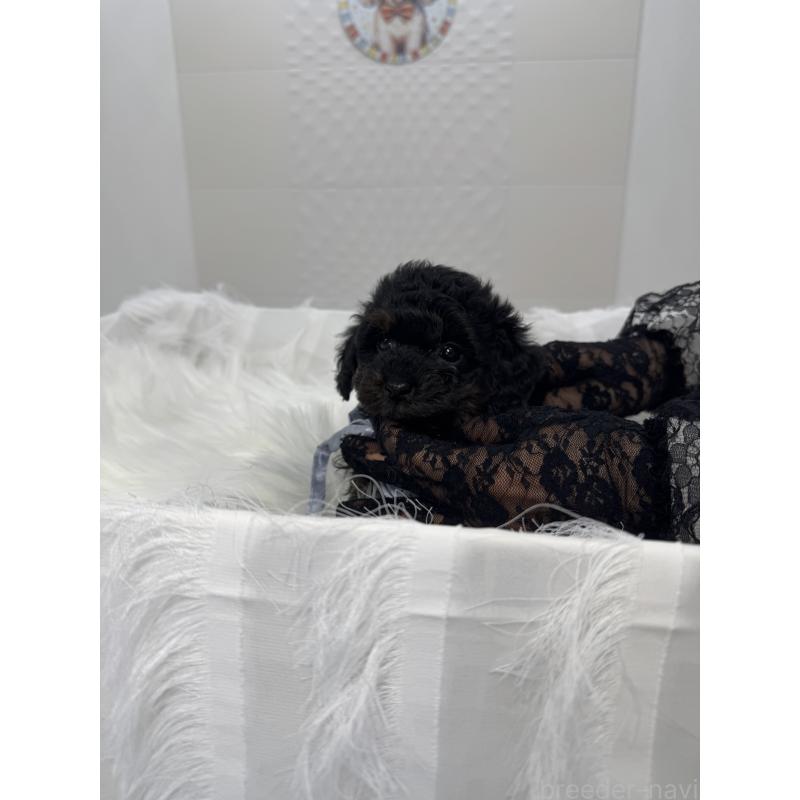 販売中の山梨県のミックス犬-450136の7枚目