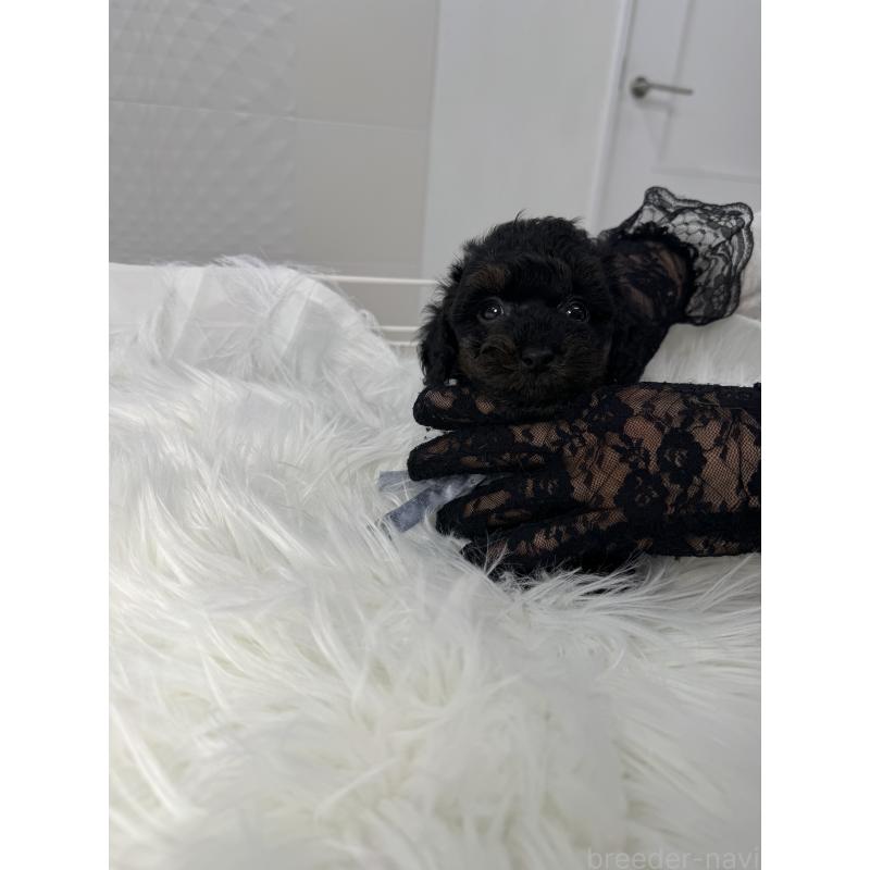 販売中の山梨県のミックス犬-450136の6枚目