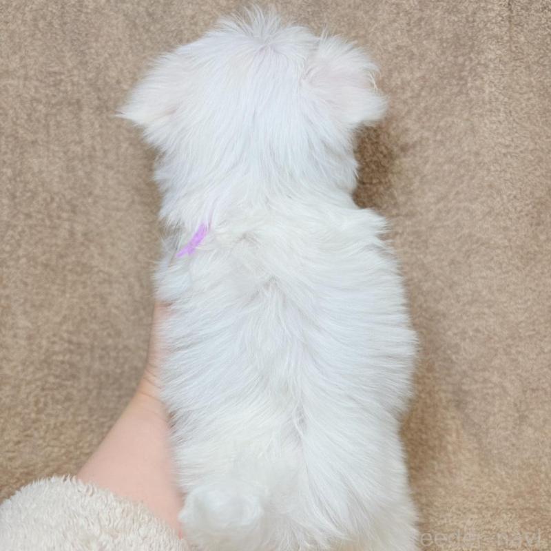 販売中の東京都のマルチーズ-450138の10枚目