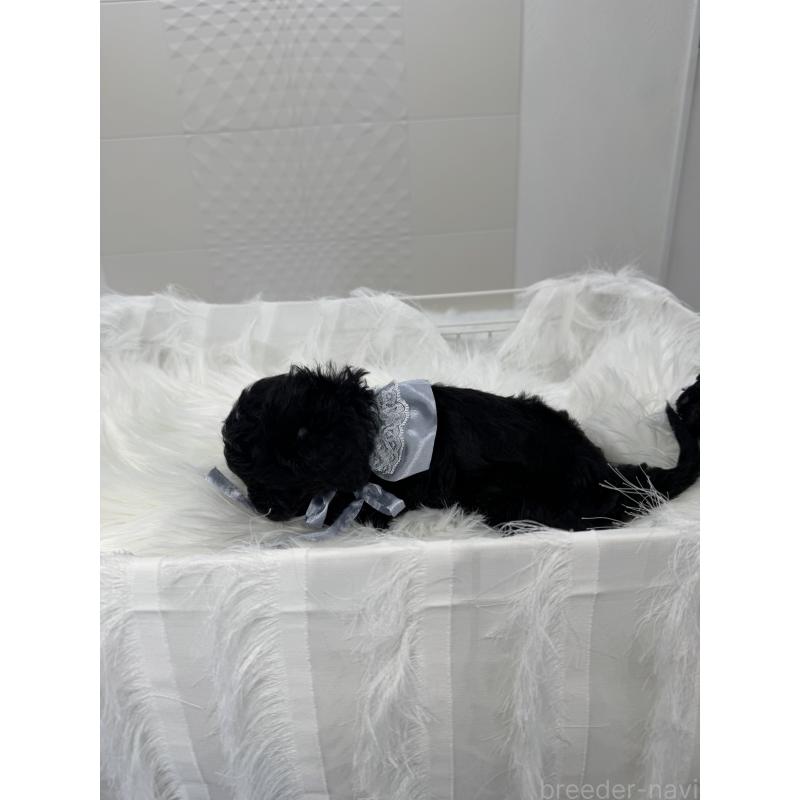 販売中の山梨県のミックス犬-450136の5枚目