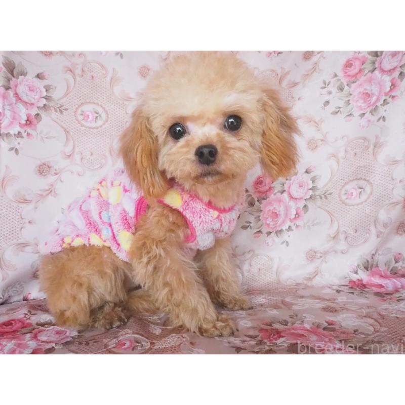 販売中の岡山県のミックス犬-450140の2枚目