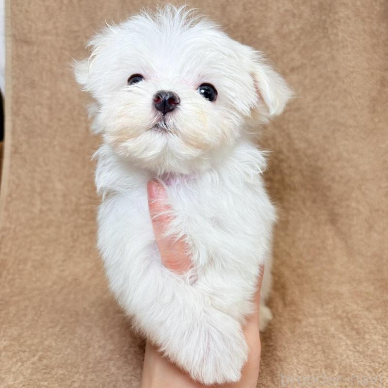 販売中の東京都のマルチーズ-450138の9枚目