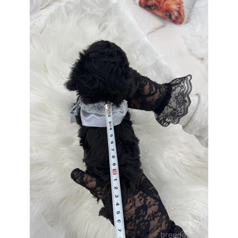 販売中の山梨県のミックス犬-450136の3枚目