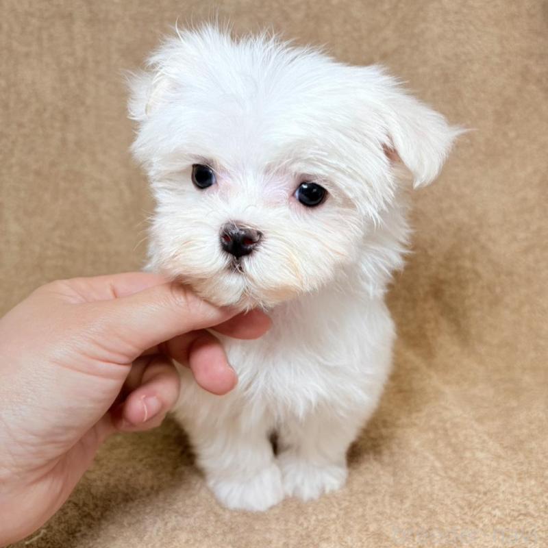 販売中の東京都のマルチーズ-450138の7枚目