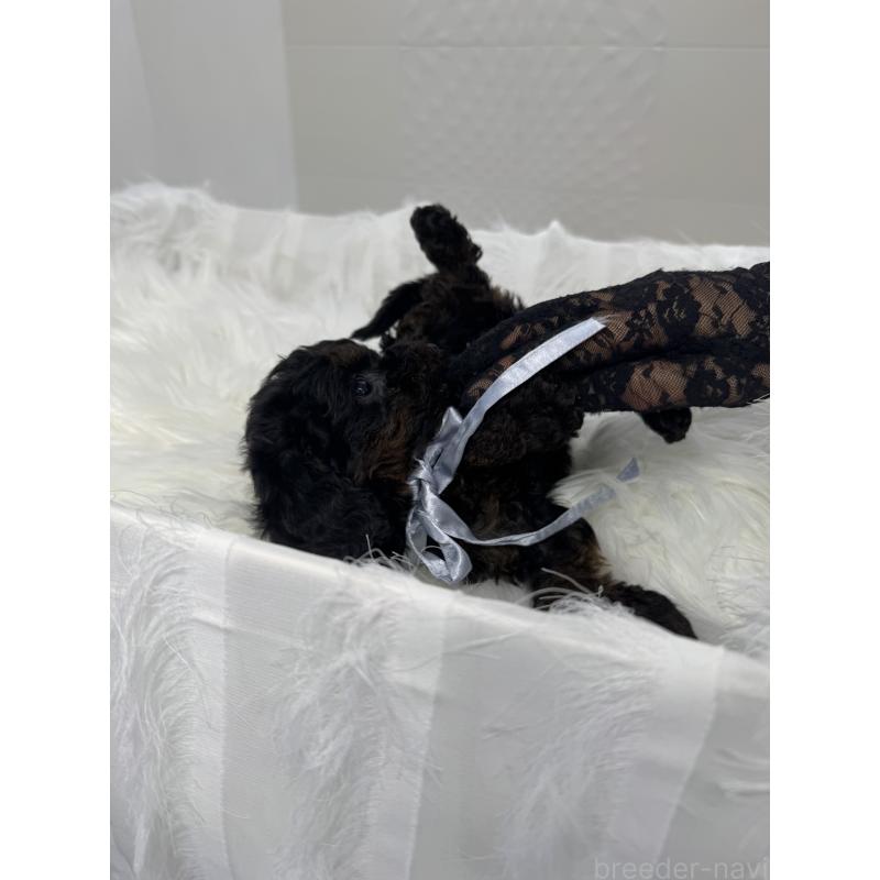 販売中の山梨県のミックス犬-450136の2枚目