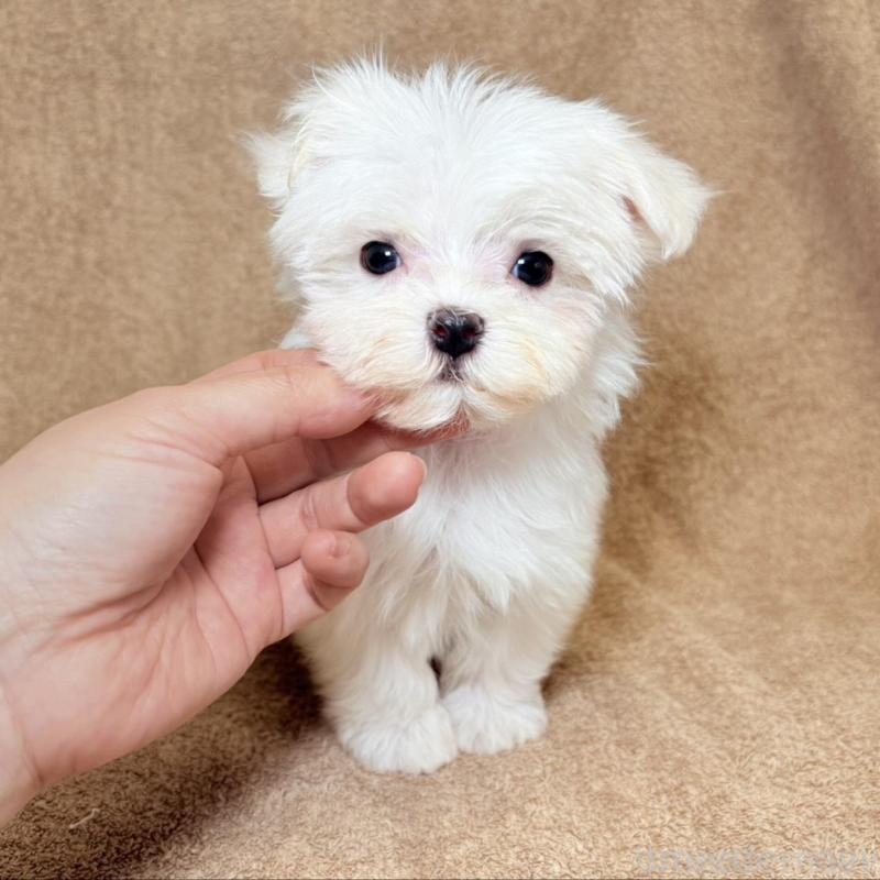 販売中の東京都のマルチーズ-450138の6枚目