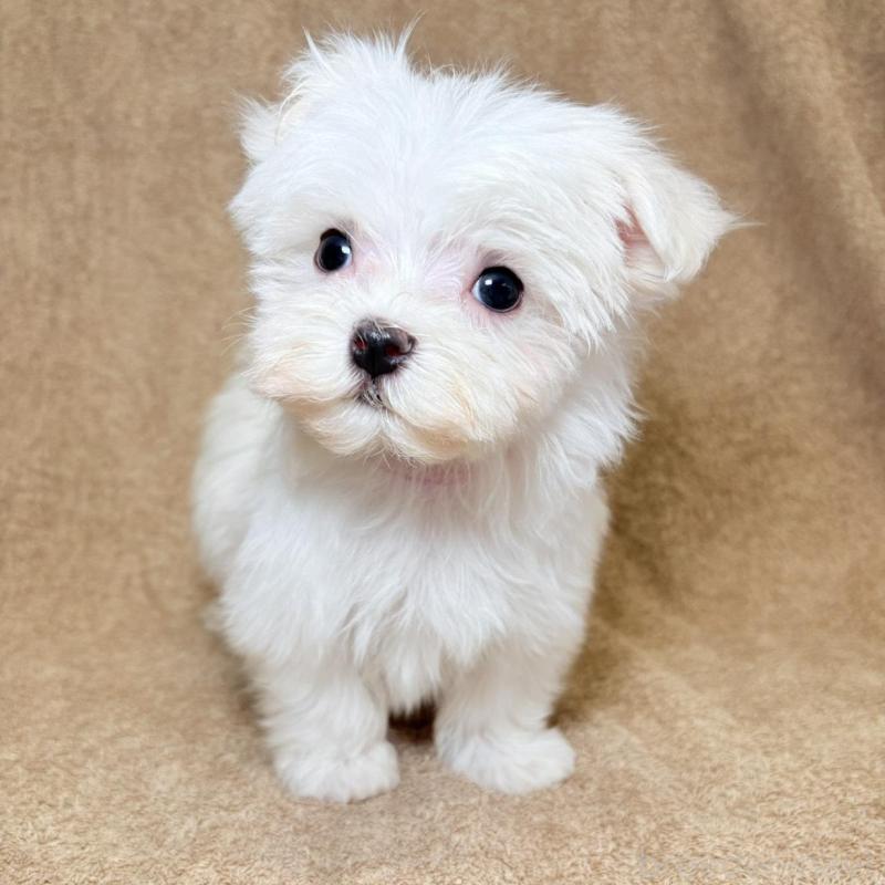 販売中の東京都のマルチーズ-450138の5枚目