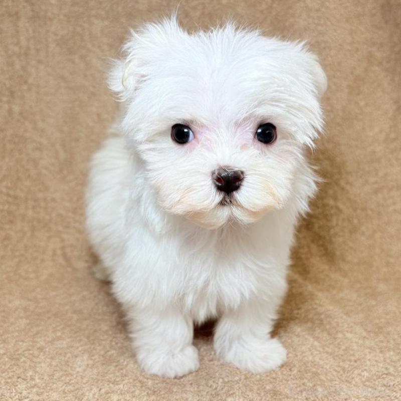 販売中の東京都のマルチーズ-450138の4枚目