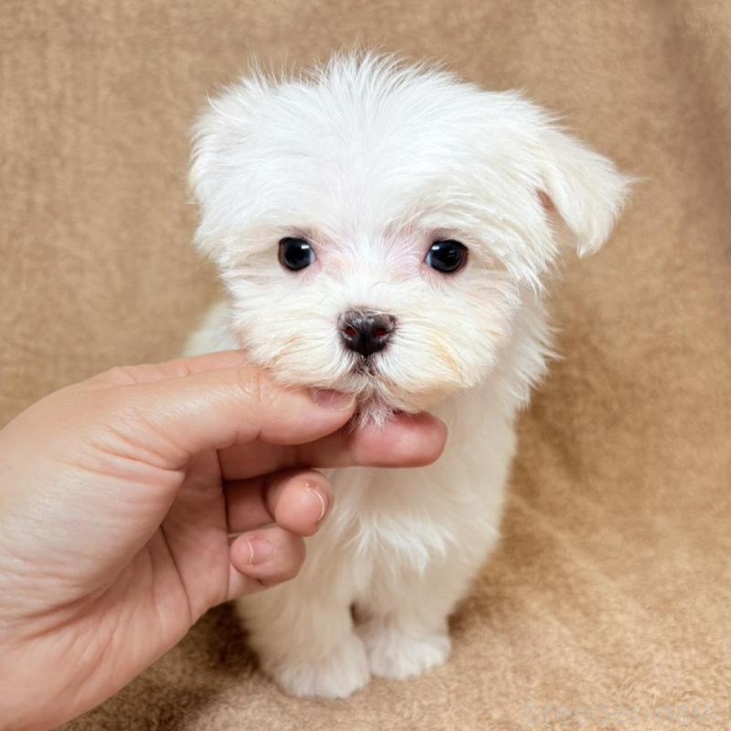 販売中の東京都のマルチーズ-450138の3枚目