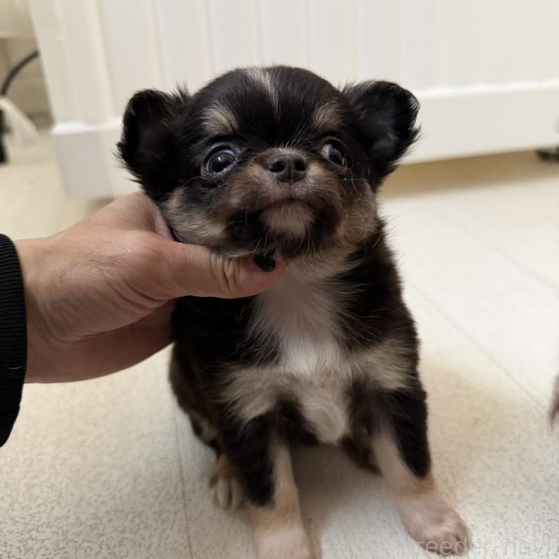 販売中の東京都のチワワ(ロングコート)-450141の3枚目