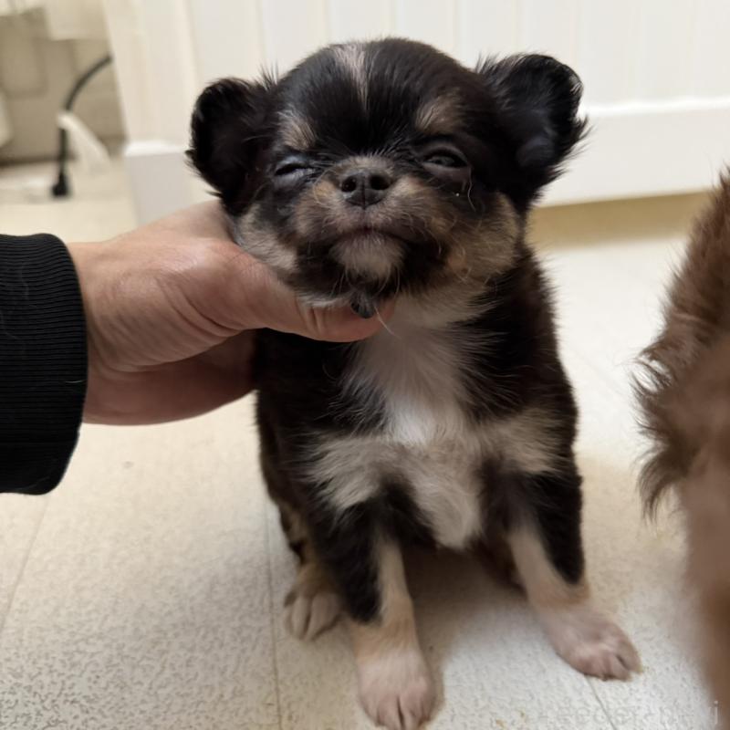 販売中の東京都のチワワ(ロングコート)-450141の2枚目