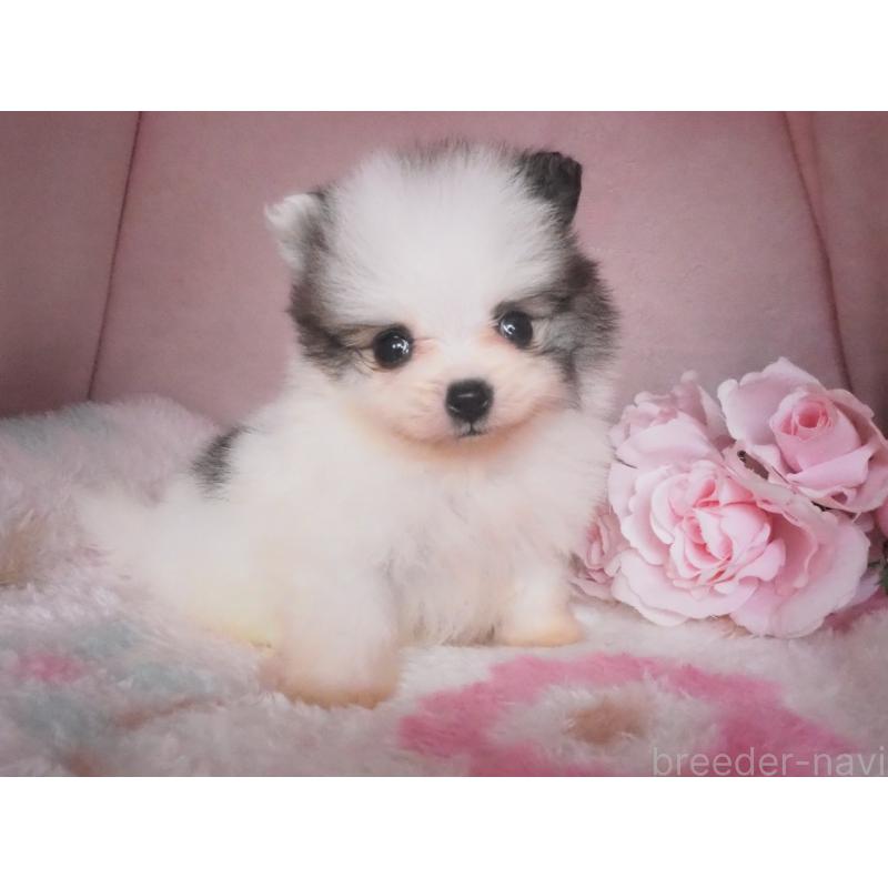 成約済の岡山県のポメラニアン-450144の3枚目