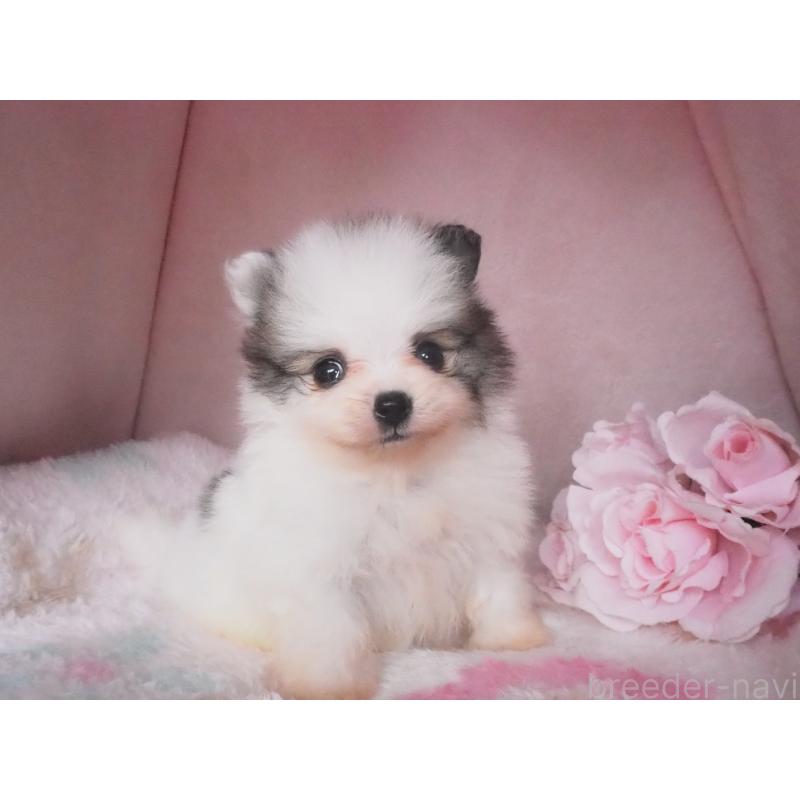 成約済の岡山県のポメラニアン-450144の2枚目