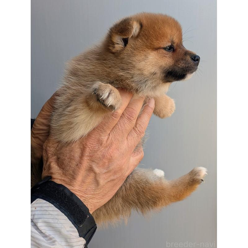 販売中の福岡県のミックス犬-450143の2枚目