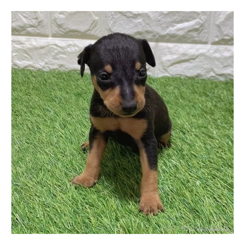 販売中の愛知県のミニチュアピンシャー(ミニピン)-450142の1枚目