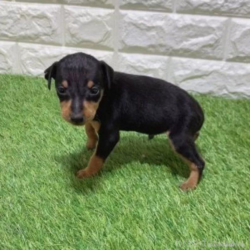 販売中の愛知県のミニチュアピンシャー(ミニピン)-450142の5枚目