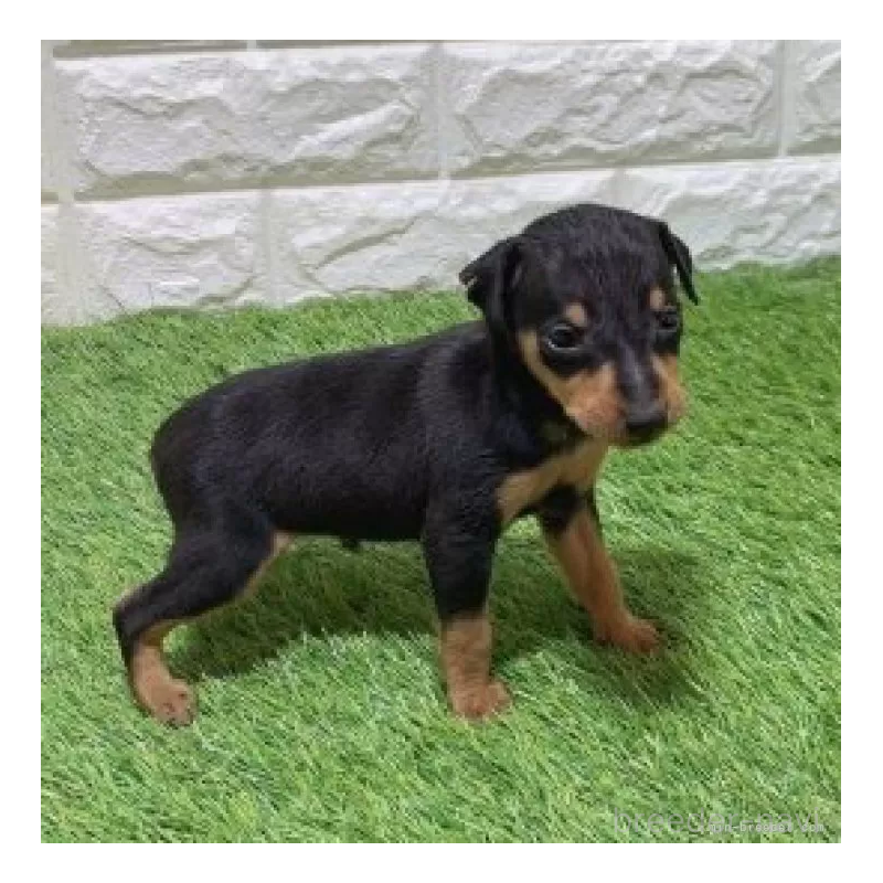 販売中の愛知県のミニチュアピンシャー(ミニピン)-450142の4枚目