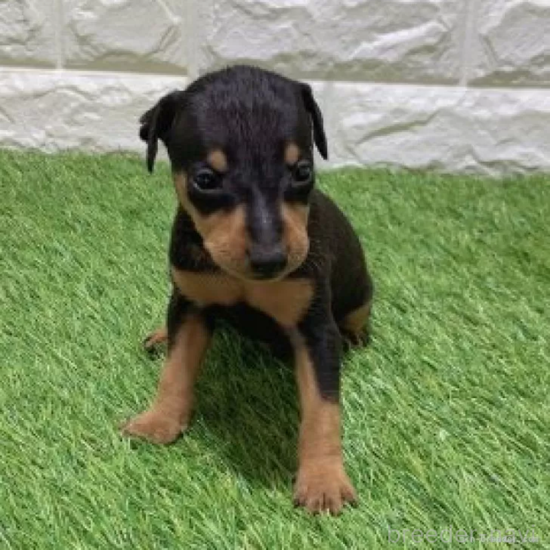 販売中の愛知県のミニチュアピンシャー(ミニピン)-450142の3枚目