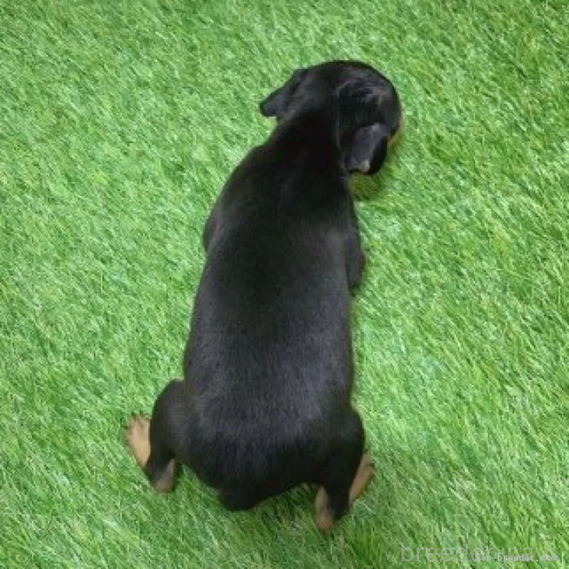 販売中の愛知県のミニチュアピンシャー(ミニピン)-450142の2枚目