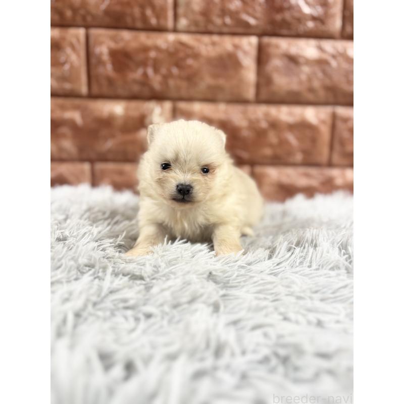 商談中の沖縄県のポメラニアン-450146の5枚目