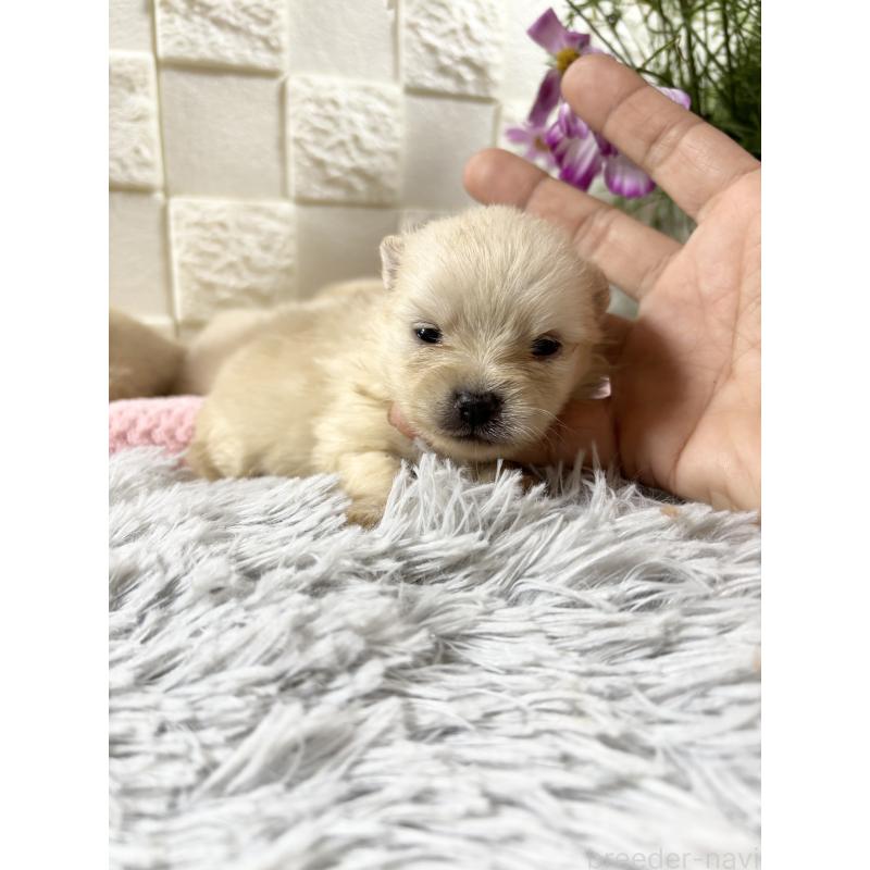 商談中の沖縄県のポメラニアン-450146の4枚目