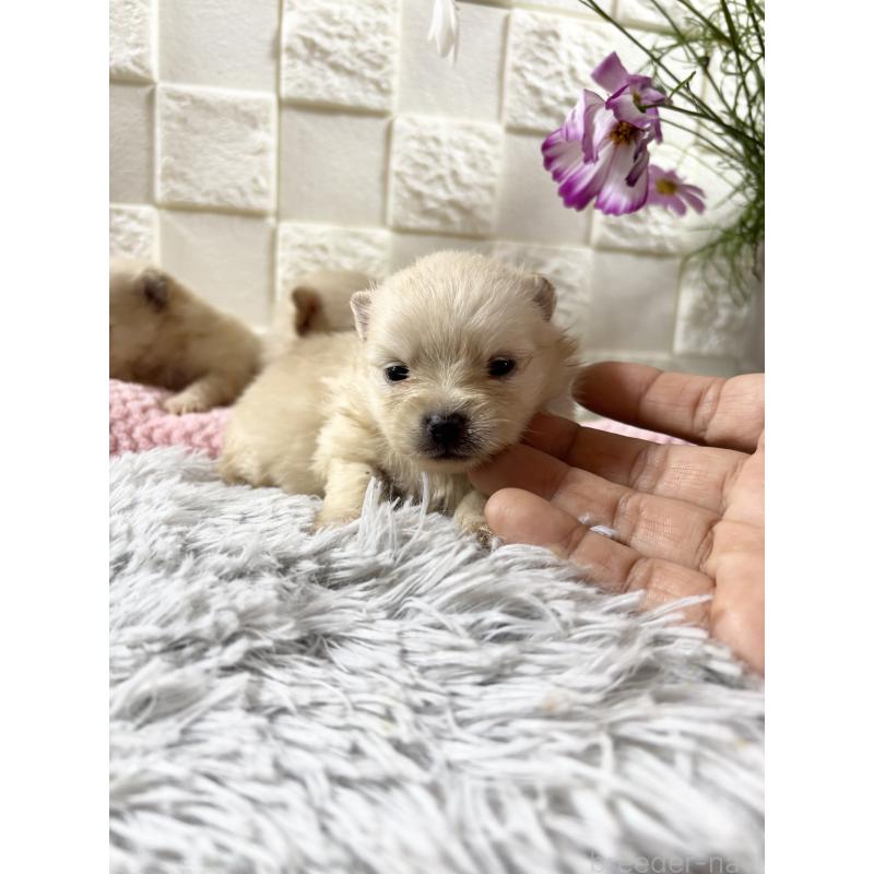 商談中の沖縄県のポメラニアン-450146の3枚目