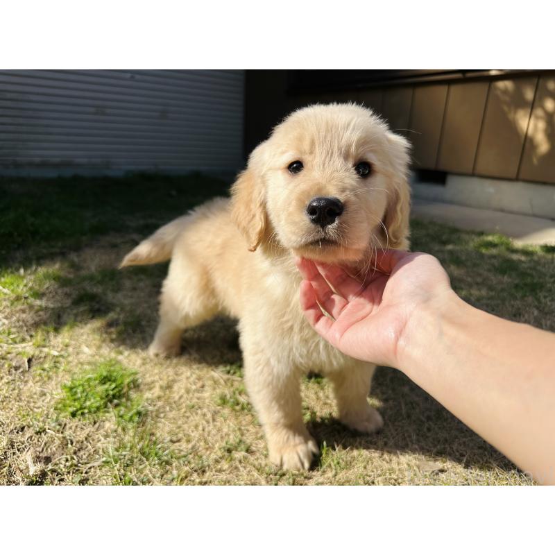 販売中の千葉県のゴールデンレトリーバー-440019の4枚目