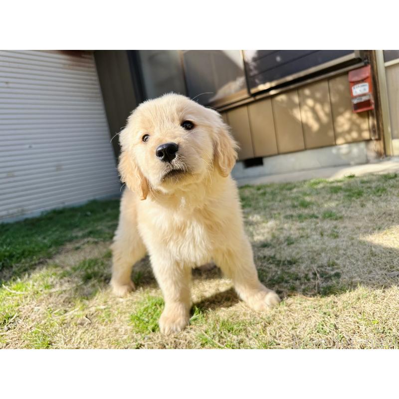 販売中の千葉県のゴールデンレトリーバー-440019の3枚目