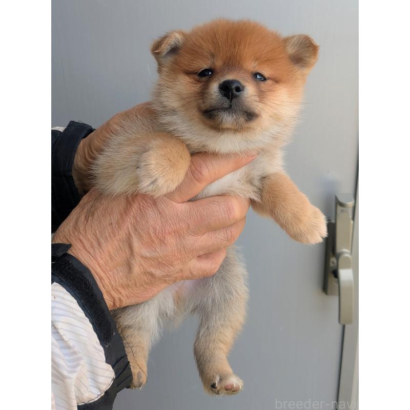 販売中の福岡県のミックス犬-450145