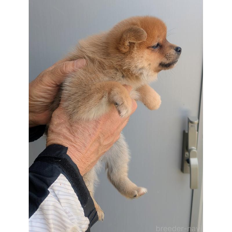 販売中の福岡県のミックス犬-450145の2枚目