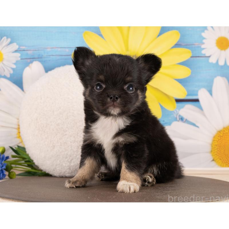 販売中の愛知県のチワワ(ロングコート)-450147の5枚目