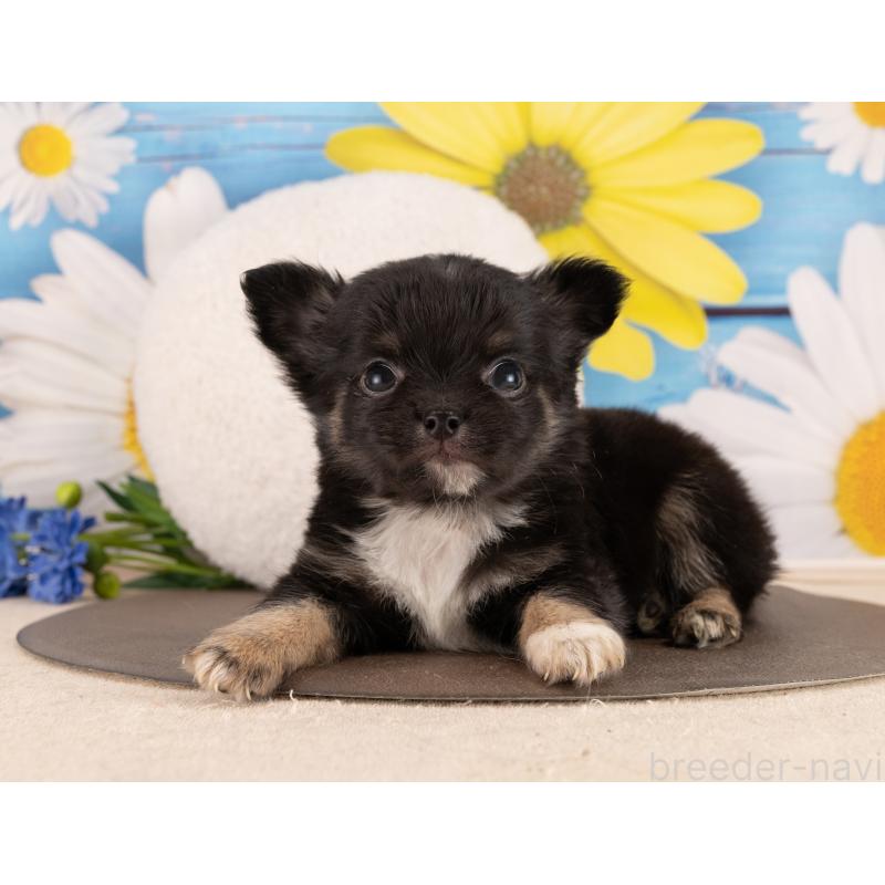 販売中の愛知県のチワワ(ロングコート)-450147の4枚目