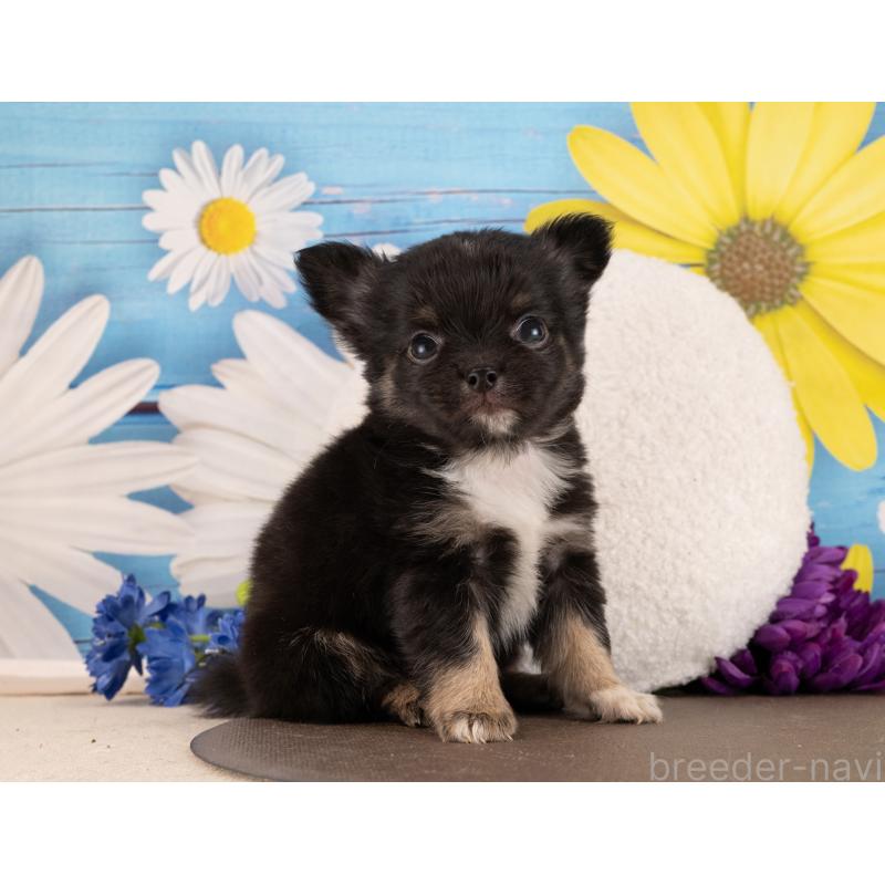 販売中の愛知県のチワワ(ロングコート)-450147の3枚目