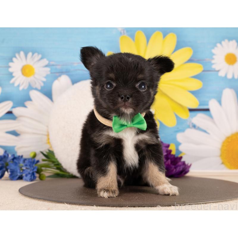 販売中の愛知県のチワワ(ロングコート)-450147の2枚目