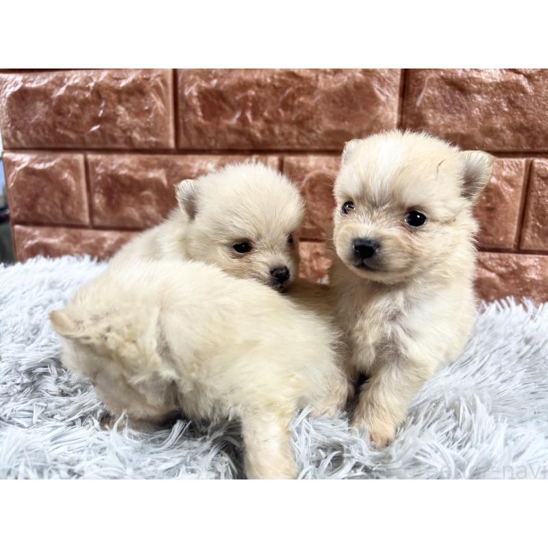 販売中の沖縄県のポメラニアン-450148の5枚目