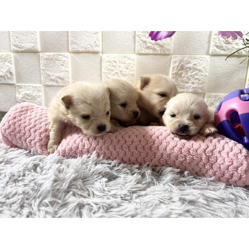 販売中の沖縄県のポメラニアン-450148の3枚目