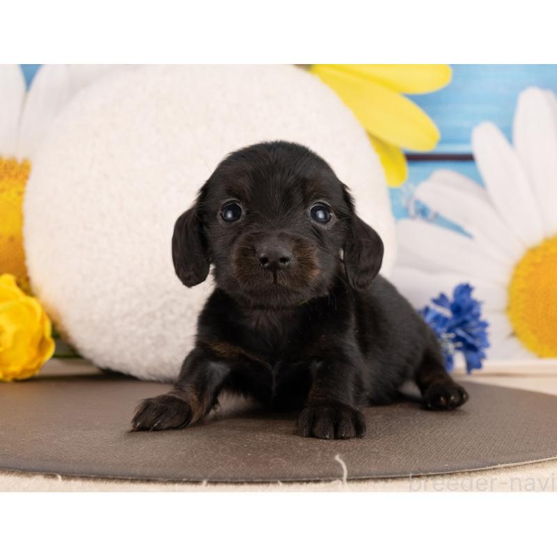 販売中の愛知県のミニチュアダックスフンド(ロングヘアード)-450151の5枚目