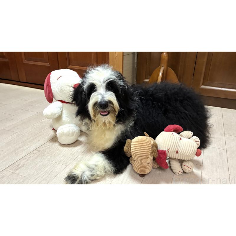 販売中の茨城県のミックス犬-450150の4枚目