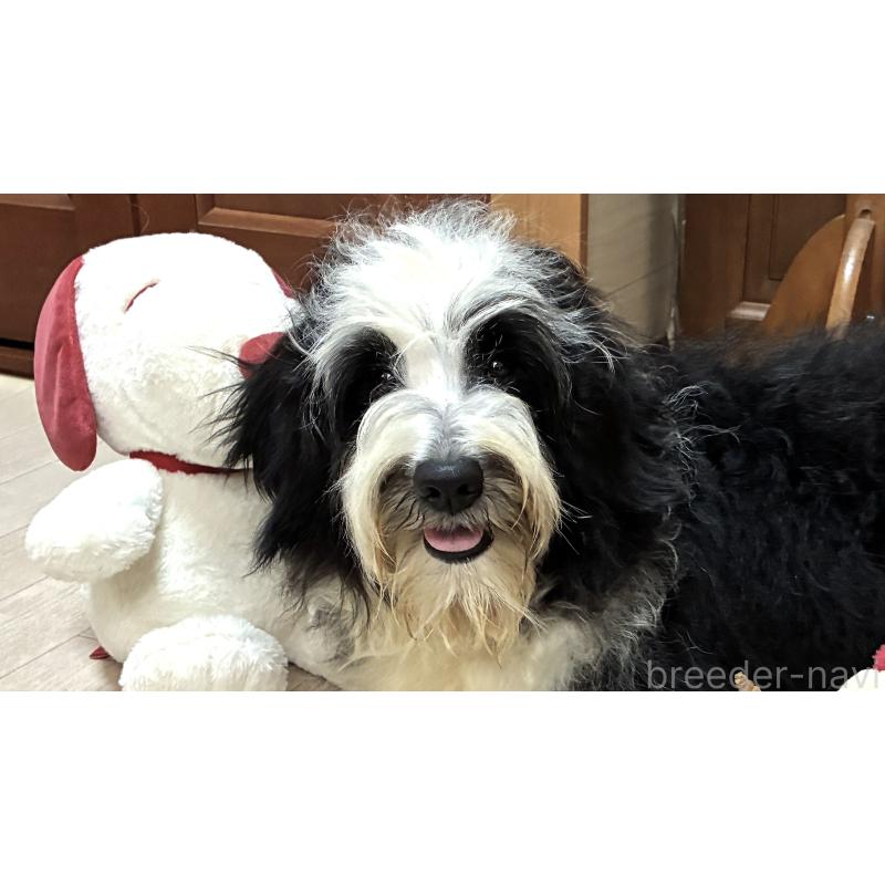 販売中の茨城県のミックス犬-450150の3枚目