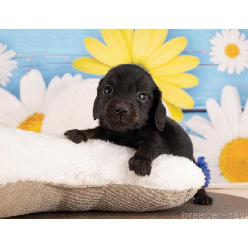 販売中の愛知県のミニチュアダックスフンド(ロングヘアード)-450151の4枚目