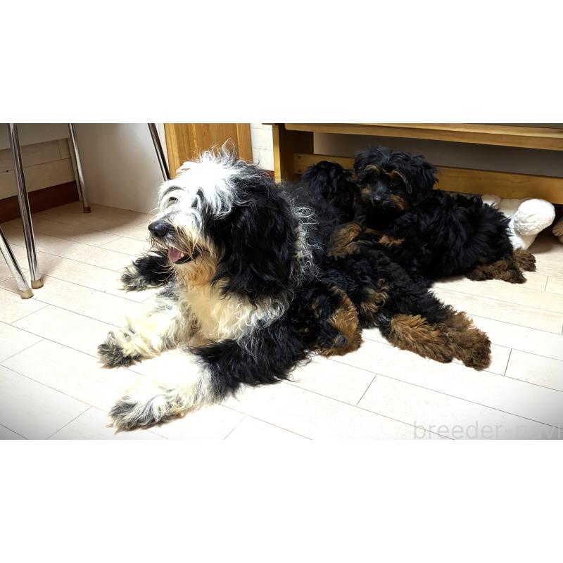 販売中の茨城県のミックス犬-450150の2枚目