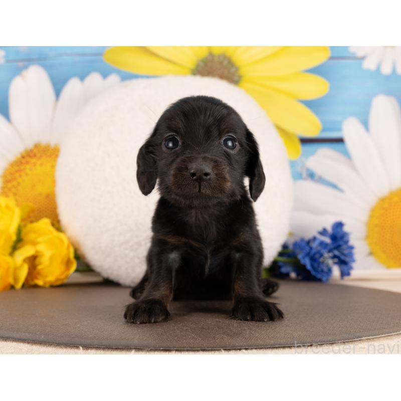 販売中の愛知県のミニチュアダックスフンド(ロングヘアード)-450151の3枚目