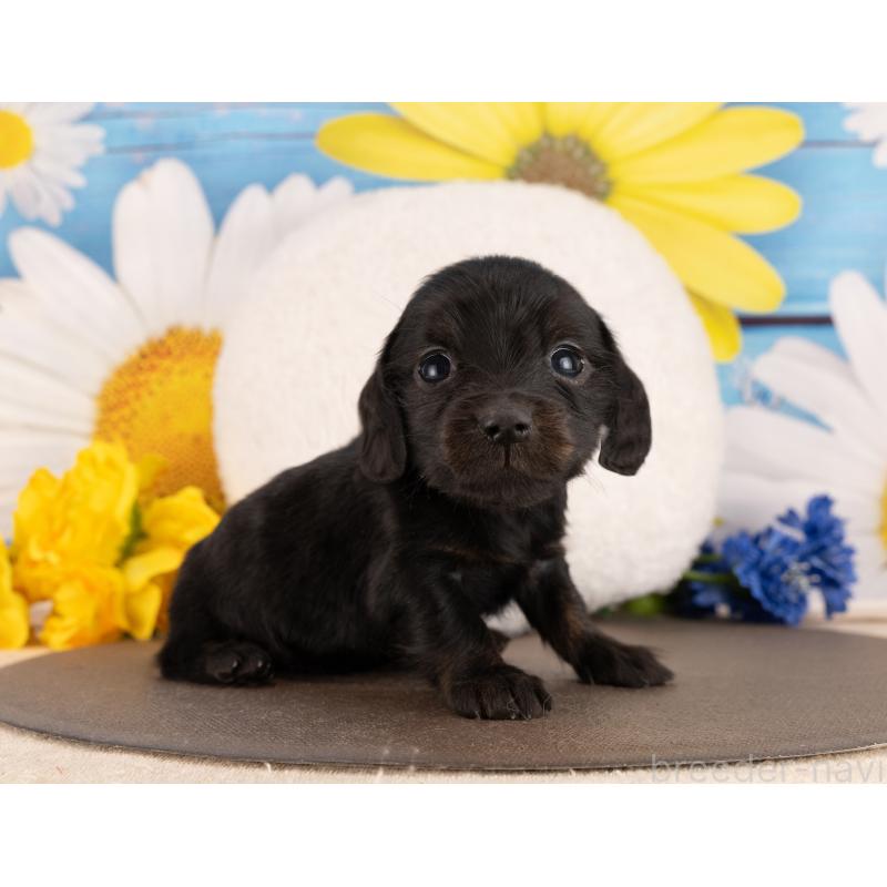 販売中の愛知県のミニチュアダックスフンド(ロングヘアード)-450151の2枚目